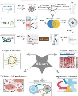 By integrating single-cell RNA-seq and bulk RNA-seq in sphingolipid metabolism, CACYBP was identified as a potential therapeutic target in lung adenocarcinoma